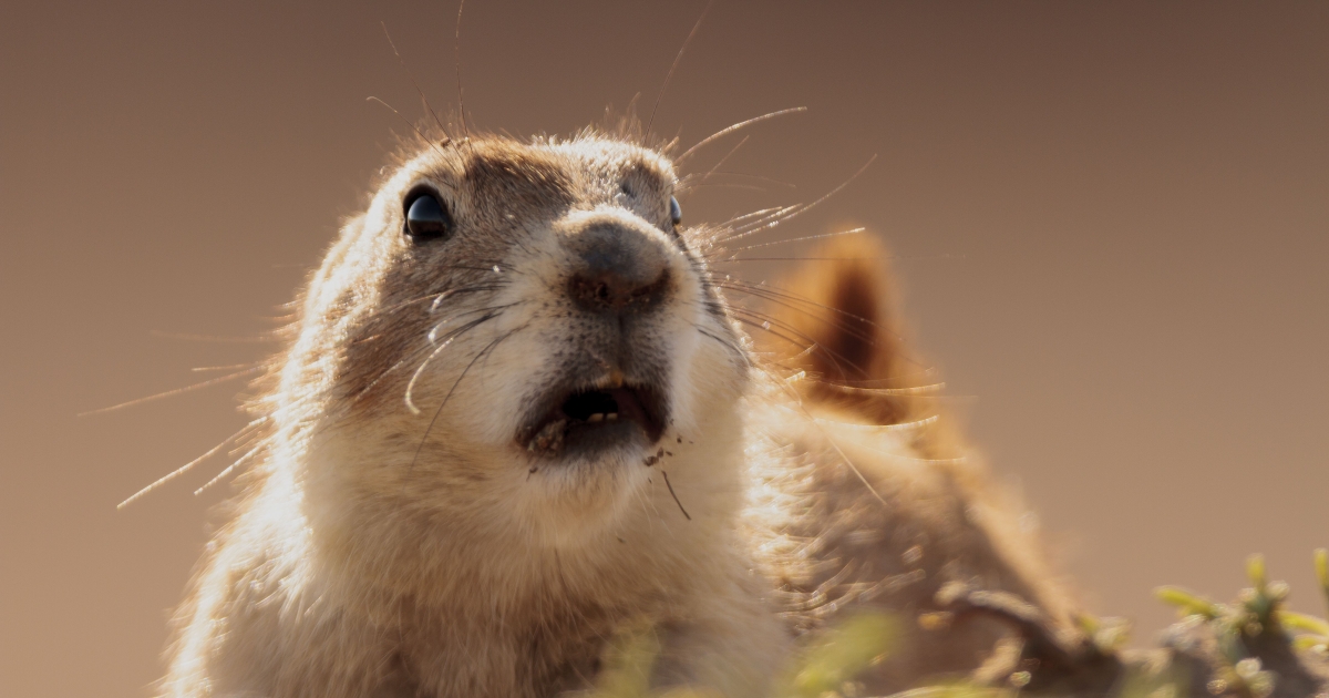 Arizona Blacktailed Prairie Dog (Cynomys ludovicianus) U.S. Fish